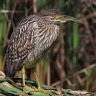 Australasian-bittern.jpg