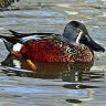 Australasian_Shoveler_male.jpg