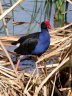 Pukeko.jpg