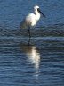 RoyalSpoonBill.jpg