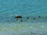 Paradise Shelduck ducklings