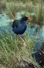 pukeko.jpg