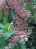 Wineberry in flower